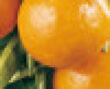 Цитрус каламондин (Citris mitis calamondin)